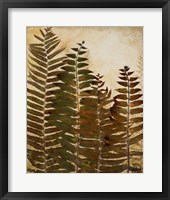 Ferns I Framed Print