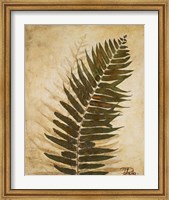 Framed Ferns II