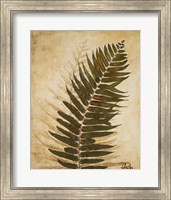 Framed Ferns II