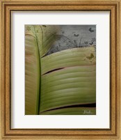 Framed 'Butterfly Palm II' border=
