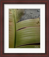 Framed Butterfly Palm II