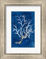 Framed White Corals I