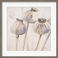 Framed Poppy Seeds I