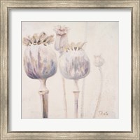 Framed Poppy Seeds II