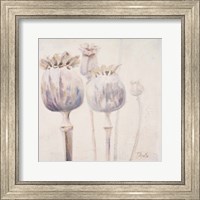 Framed Poppy Seeds II