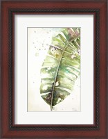 Framed Watercolor Plantain Leaves II