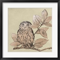 Framed Neutral Little Owls I