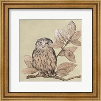 Framed Neutral Little Owls I