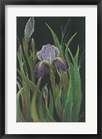 Framed Iris