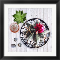 Framed Two Succulents and A Cactus