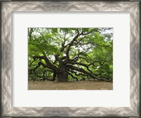 Framed Angel Oak Tree