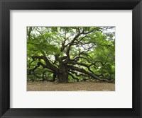 Framed Angel Oak Tree