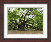 Framed Angel Oak Tree