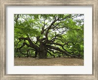 Framed Angel Oak Tree