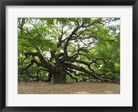 Framed Angel Oak Tree