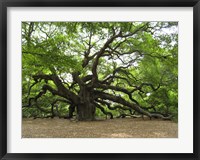 Framed Angel Oak Tree