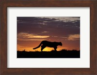 Framed Sunset Cougar