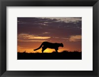 Framed Sunset Cougar