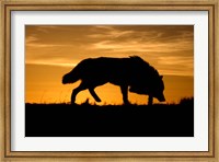 Framed Sunset Wolf