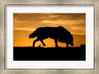 Framed Sunset Wolf