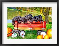 Framed 8 Lab Puppies