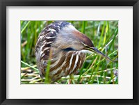 Framed American Bittern