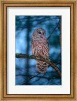 Framed Barred Owl