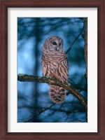 Framed Barred Owl