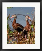 Framed Black Bellied Whistling Duck