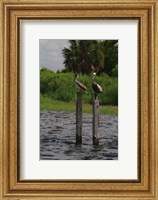 Framed Brown Pelicans