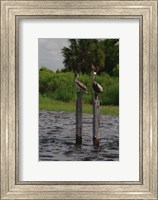 Framed Brown Pelicans