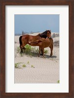 Framed Corolla Mare and Yearling