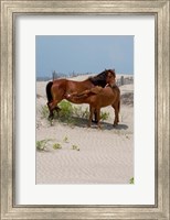Framed Corolla Mare and Yearling