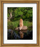 Framed Cougar Drinking