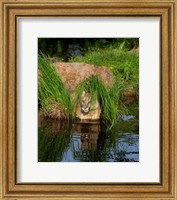 Framed Cougar