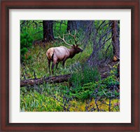 Framed Elk