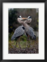 Framed Great Blue Heron