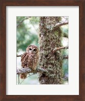 Framed Mexican Spotted Owl