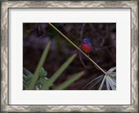 Framed Painted Bunting Male