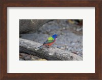 Framed Painted Bunting