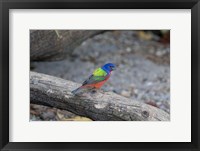 Framed Painted Bunting
