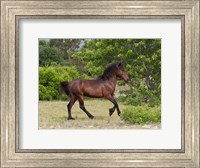 Framed Stallion Strutting