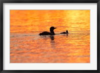 Framed Sunset Loons