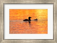 Framed Sunset Loons