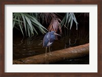 Framed Tricolored Heron