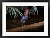 Framed Tricolored Heron