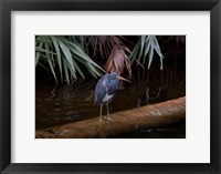 Framed Tricolored Heron