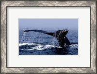 Framed Whale Of A Tail