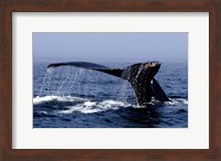Framed Whale Of A Tail