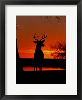 Framed Whitetail